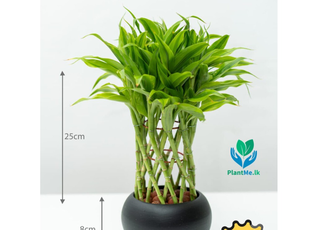 Lucky Bamboo in Black Pot – Premium Indoor Plant