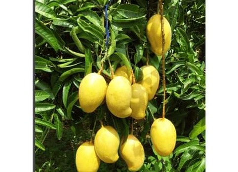 Mango plants