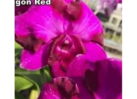 ඩෙන්රෝබියම් පැල