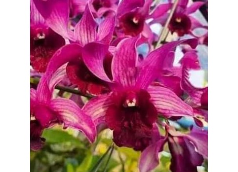 ඩෙන්රෝබියම් පැල