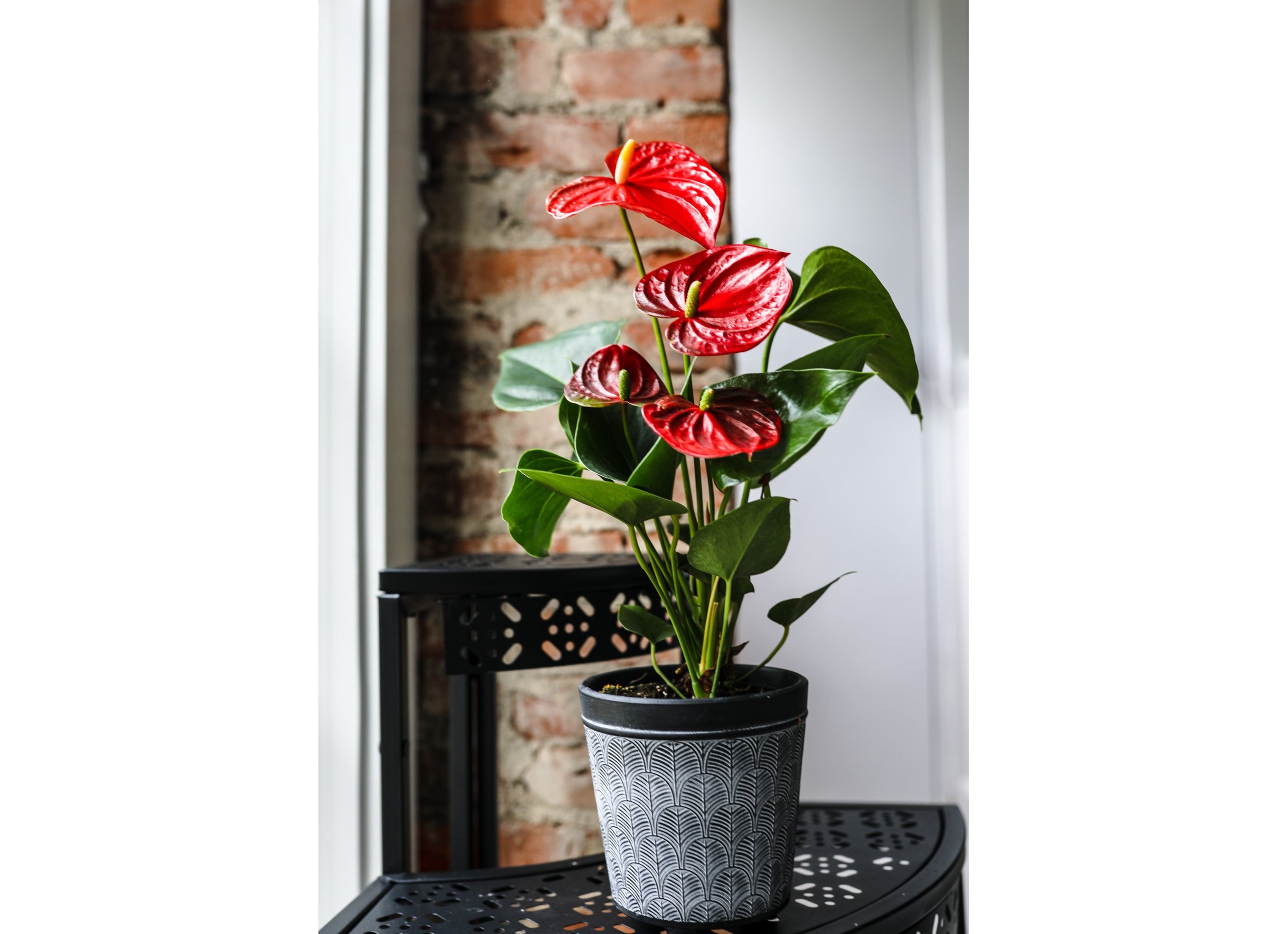 Anthurium plant