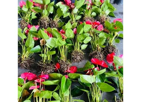 Anthurium pplant