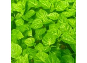 Fish and chili plants