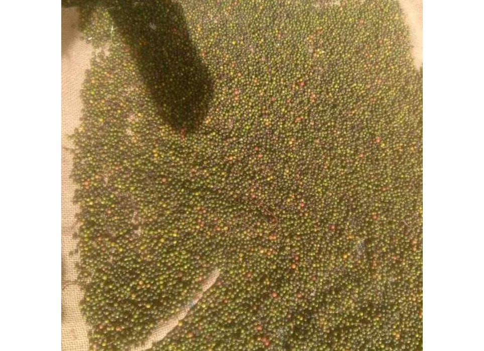 green pepper