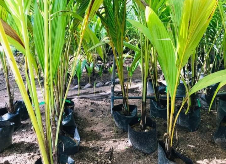 පොල් පැල විකිනීමට ඇත