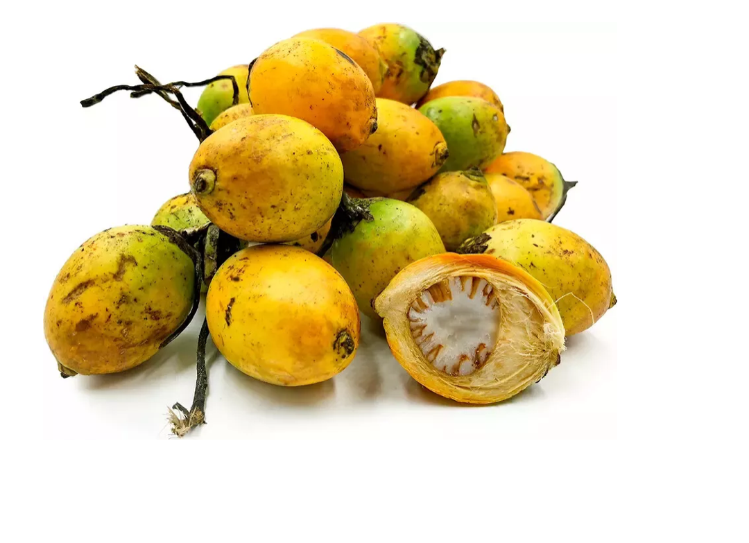 New fresh Areca nut Areca catechu Betel  dried nuts