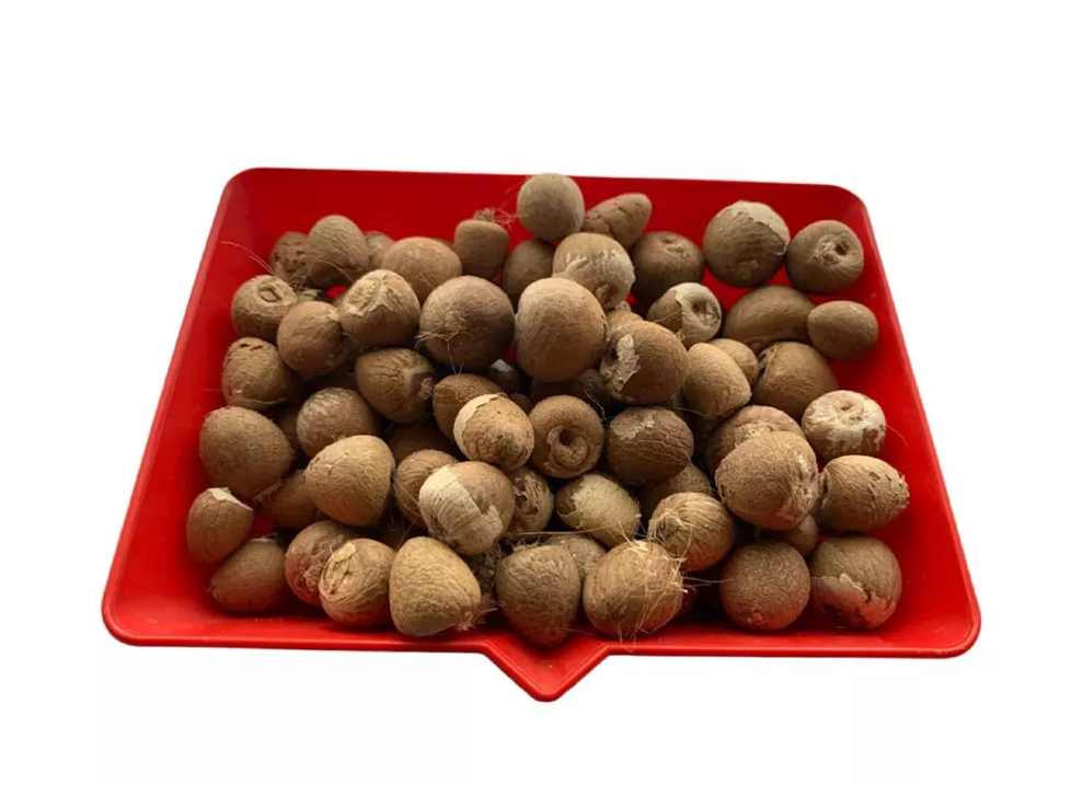 New fresh Areca nut Areca catechu Betel  dried nuts