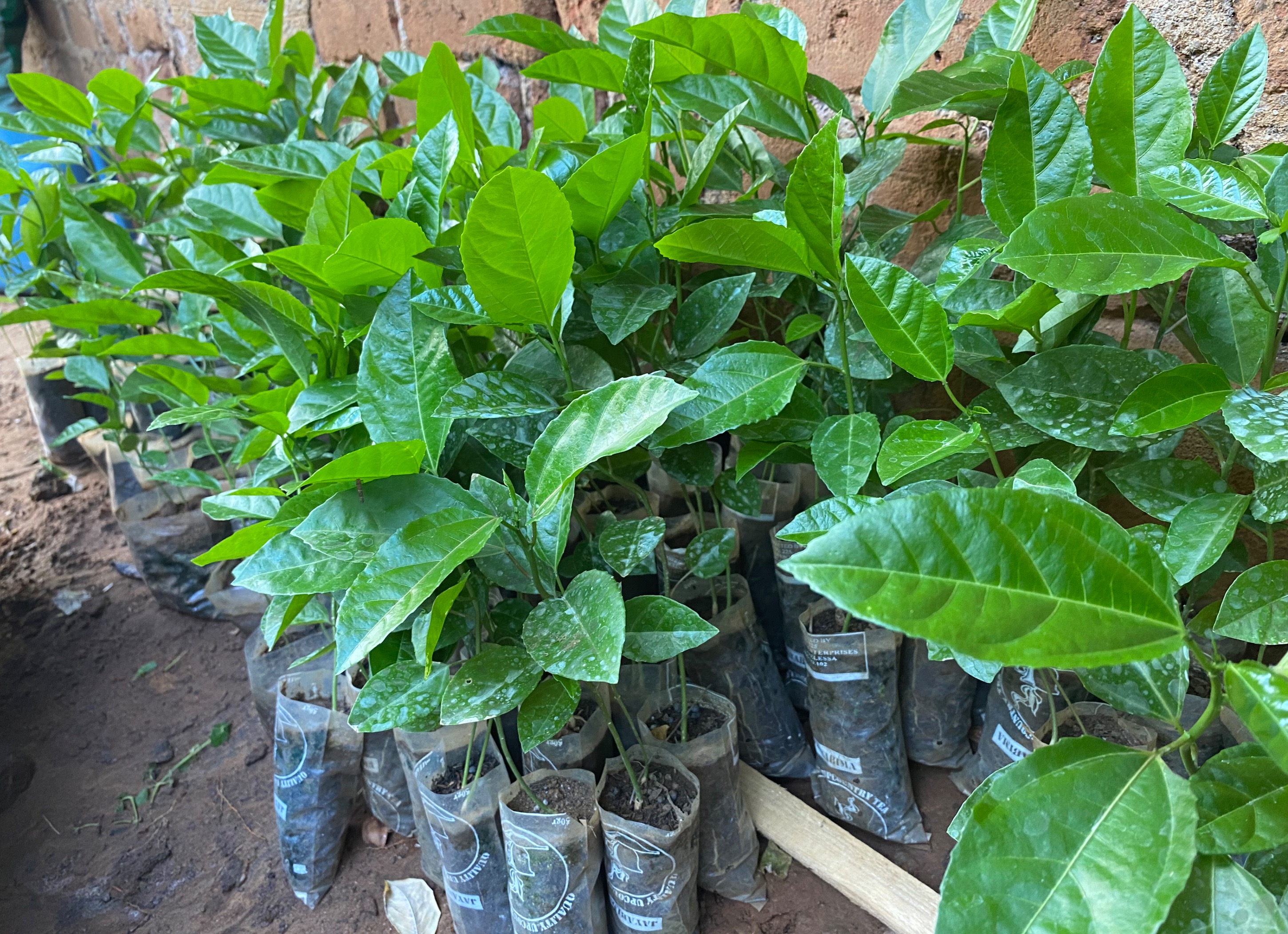 පැශන් ෆෘට් පැල තොග සහා සිල්ලර