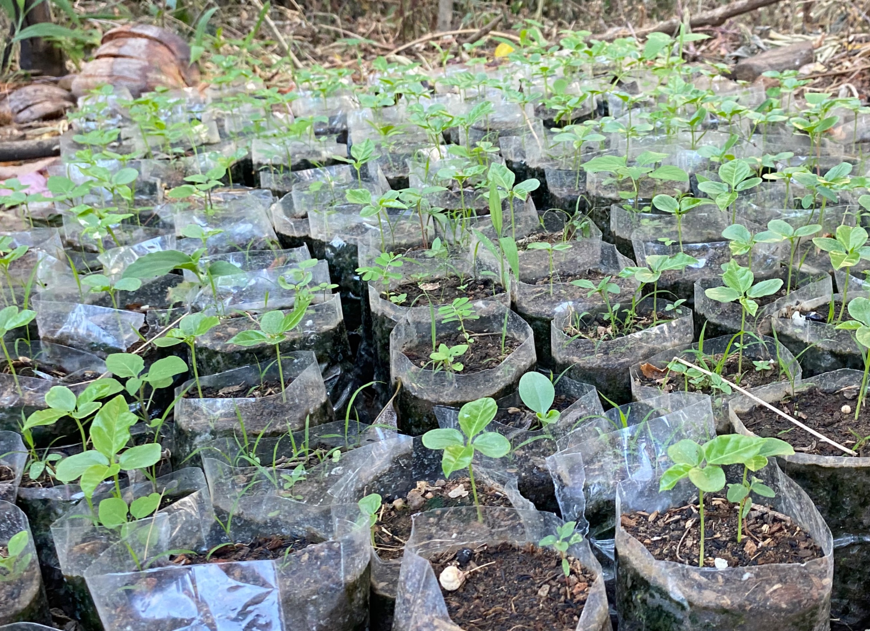 පැශන් ෆෘට් පැල තොග සහා සිල්ලර