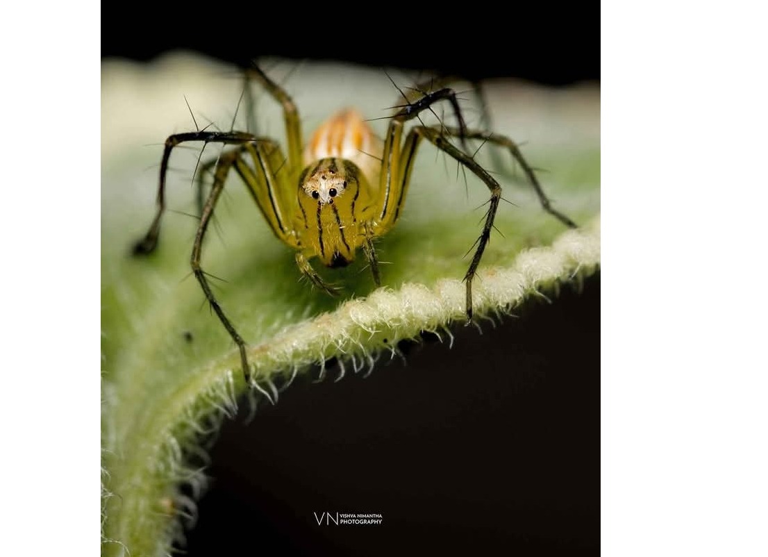 Tokina 100mm Marco Lens