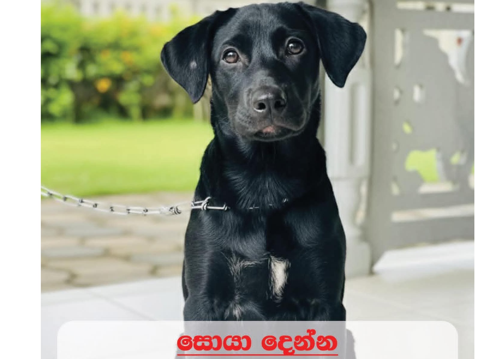 Lost puppy - help 078 755 2329