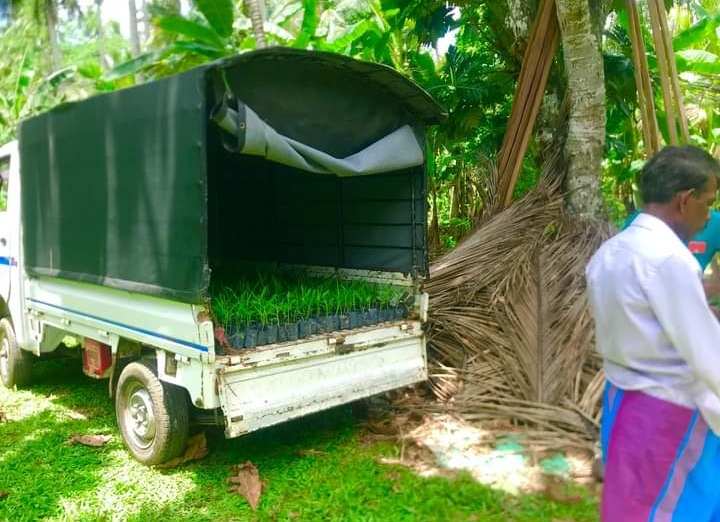 රැන්ගුන් ඉගුරු පැල විකිණීමට