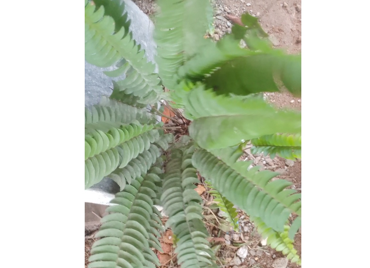 Large meewana plant