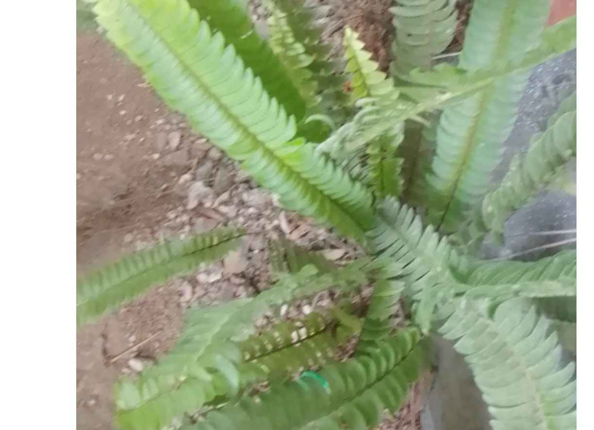 Large meewana plant