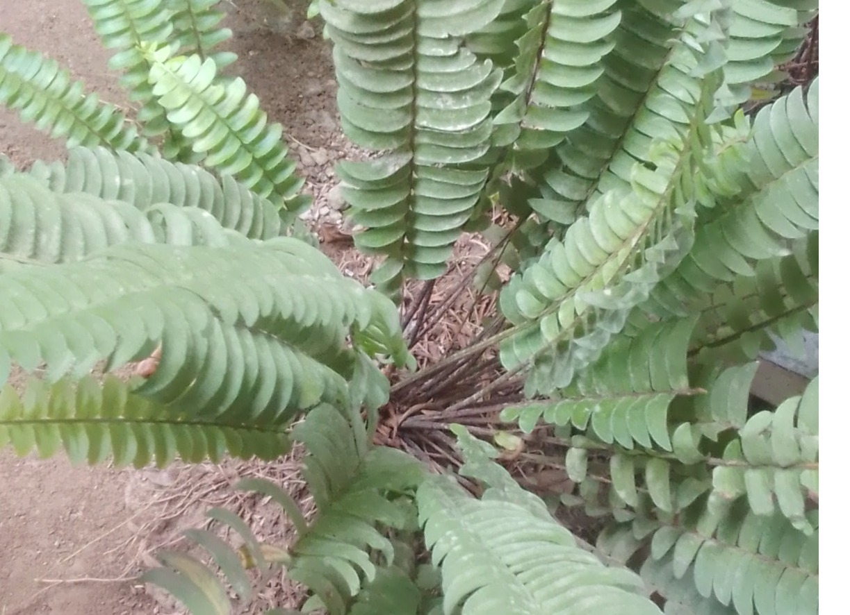 Large meewana plant