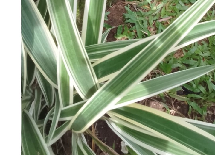 design plant