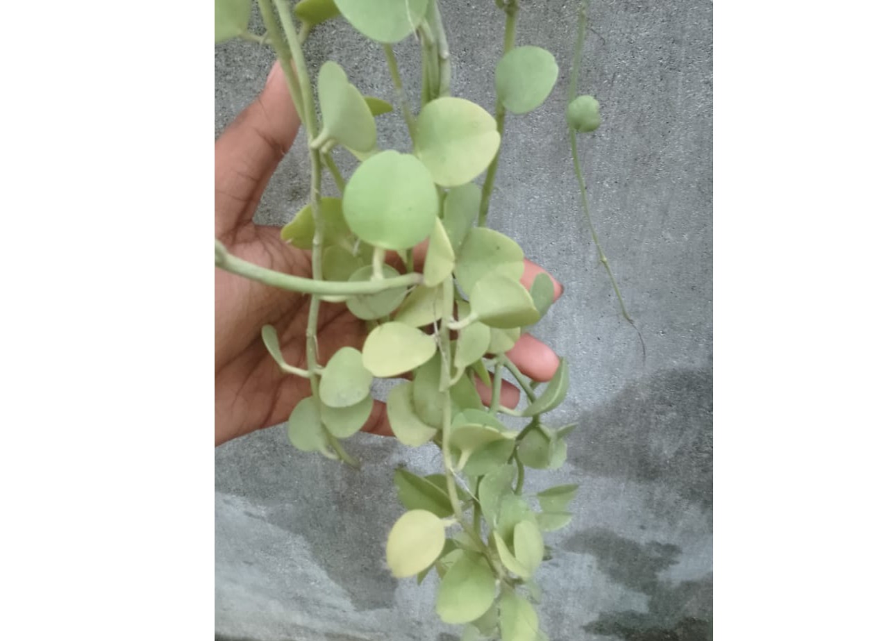 round leaf hanging plant