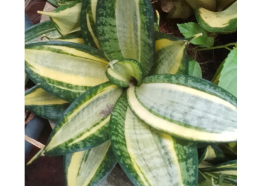 sensaweria variety