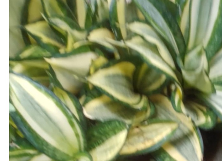 sensaweria variety