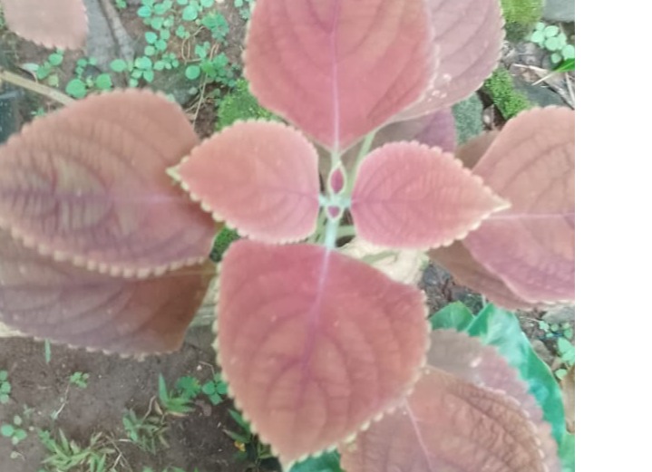 red colias