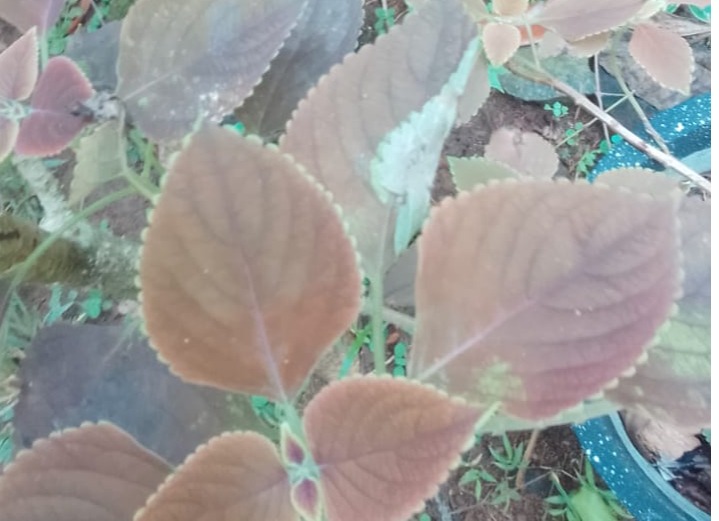 red colias
