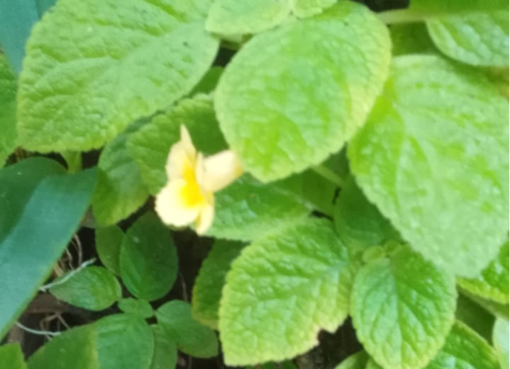 wall plant with yellow colour flower