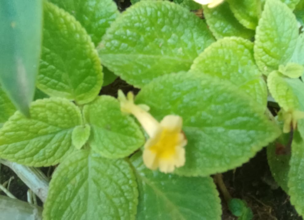 wall plant with yellow colour flower