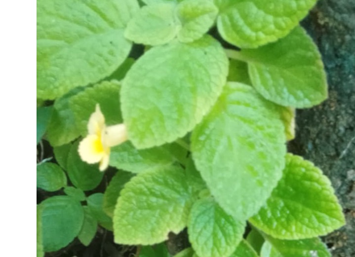 wall plant with yellow colour flower