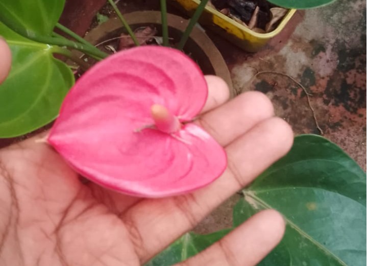 pink colour anturium
