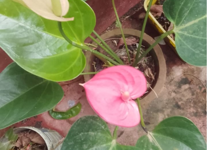 pink colour anturium