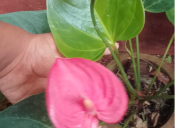 pink colour anturium