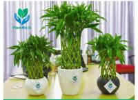 Lucky Bamboo in Black Pot – Premium Indoor Plant