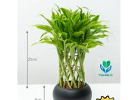 Lucky Bamboo in Black Pot – Premium Indoor Plant