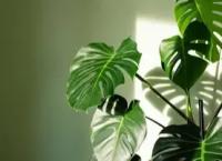 Monstera plant