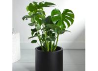 Monstera plant