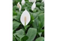 Giant peace lilies