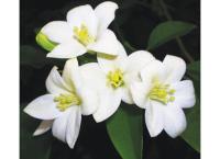 flower plants