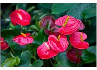 Anthurium plant