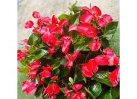 Anthurium pplant