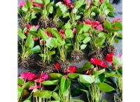 Anthurium pplant