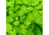 Fish and chili plants
