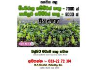 Pepper plants
