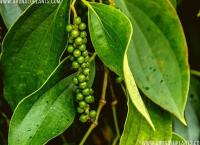 green pepper
