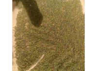 green pepper
