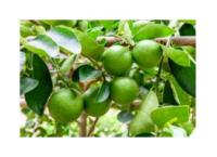 Lime (Dei)