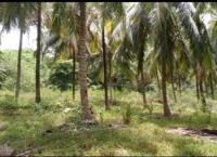 පොල් ඉඩමක් විකි2