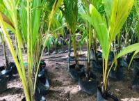 පොල් පැල විකිනීමට ඇත
