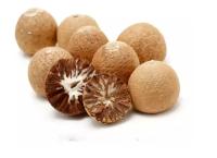 New fresh Areca nut Areca catechu Betel  dried nuts