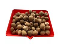New fresh Areca nut Areca catechu Betel  dried nuts