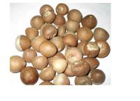 New fresh Areca nut Areca catechu Betel  dried nuts